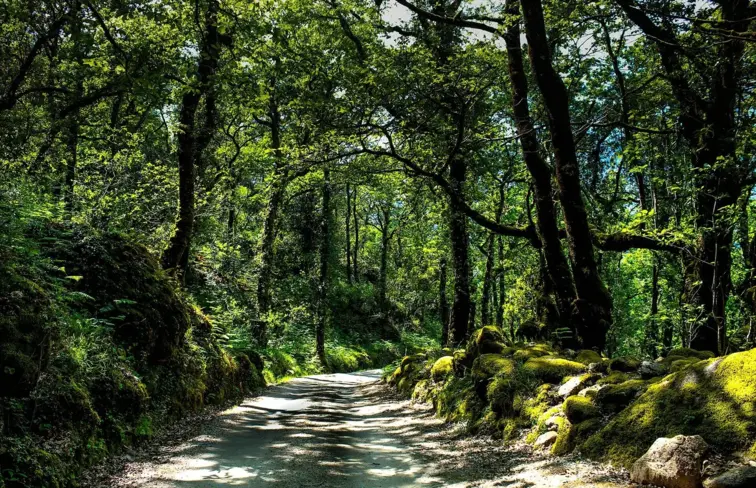 Mata da Albergaria, no Parque Nacional da Peneda Gerês